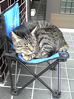 レオの椅子を息子が用意しました