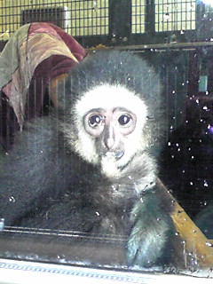 甘えんぼのシロテナガザル