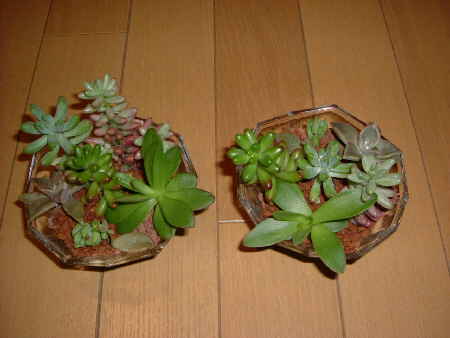 寄せ植え2.JPG