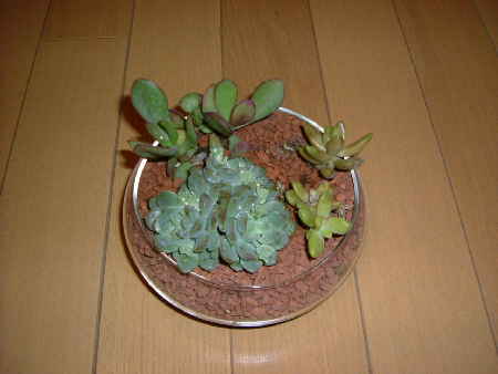 寄せ植え3.JPG