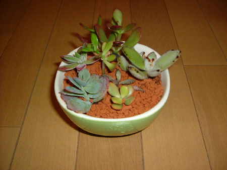 寄せ植え4.JPG