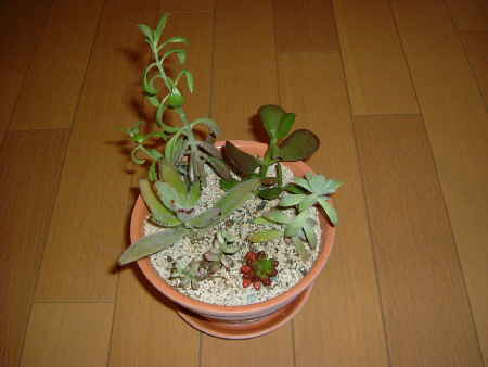 寄せ植え5.JPG