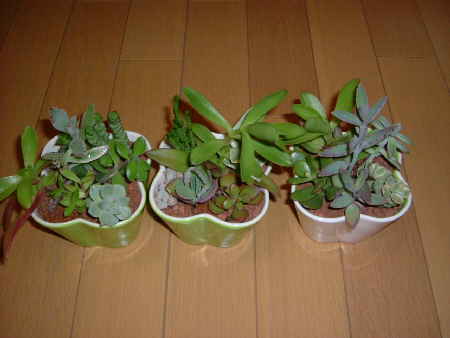 寄せ植え6.JPG