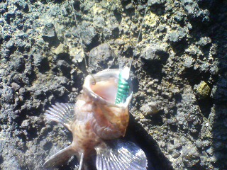 ロックフィッシュ釣り 001.jpg