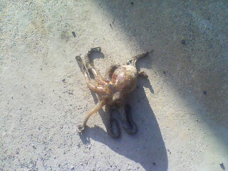 連休釣り　タコ