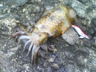 連休釣り　アオリ2