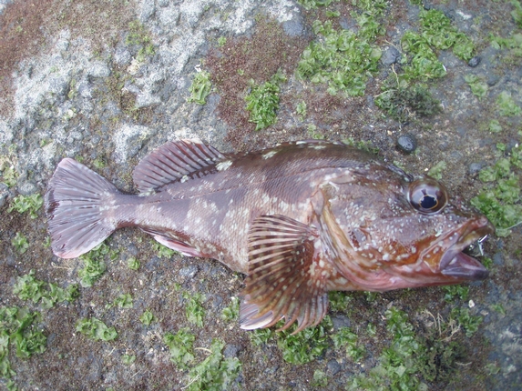 7月6日釣果カサゴ2