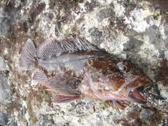 7月6日釣果カサゴ3
