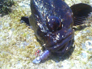 連休釣り　ロックフィッシュ1