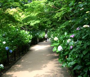 本土寺（2）.jpg