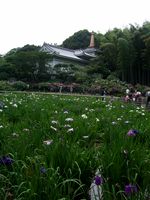 本土寺（4）.jpg