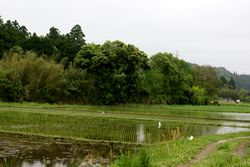 ライステラスカフェの裏の田んぼ.jpg