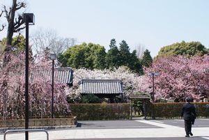 寛永寺.jpg