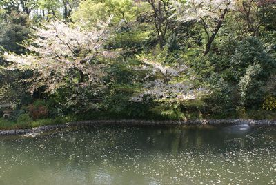 椿山荘池