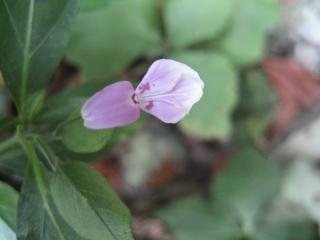 かわいいピンクの花