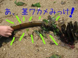 茎ワカメって食べれるんですよお