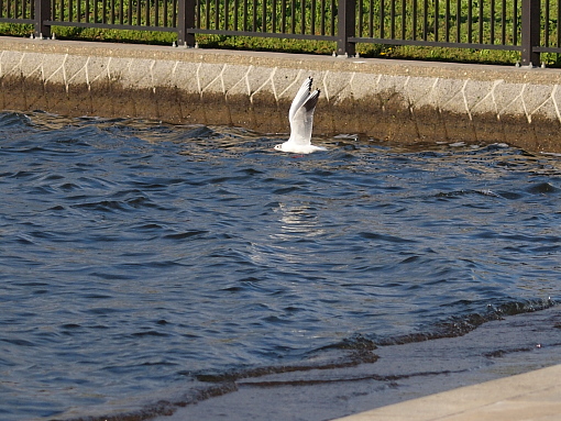 片足カモメ・その１.jpg