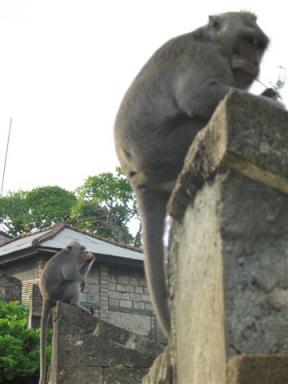 ウルワツ寺院でめがねを取ったサル