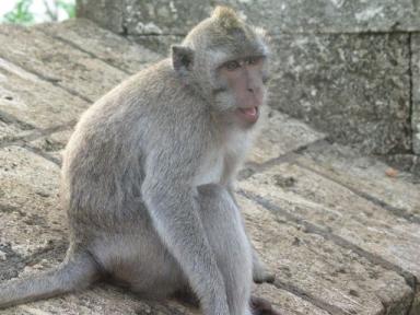 ウツワツ寺院の猿