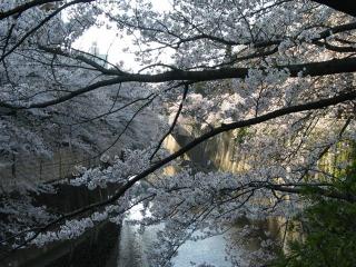 神田川と桜１