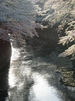 神田川と桜２