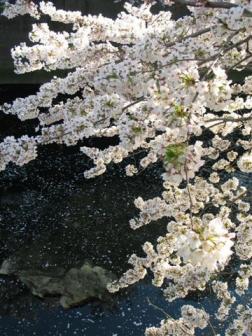 神田川と桜3