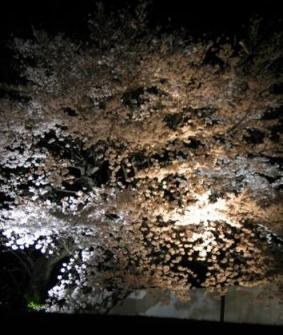 夜桜　椿山荘