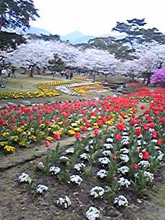 公園のお花畑♪.jpg