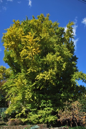 大久保の大いちょう：樹齢500年