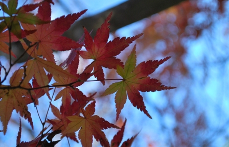 グラデーションが綺麗なもみじ