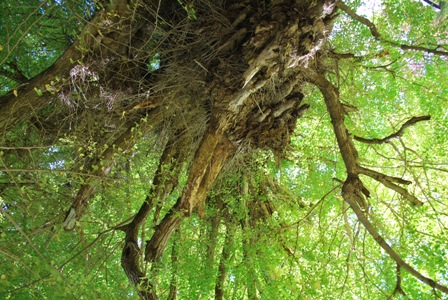 宙に浮いた根っこ