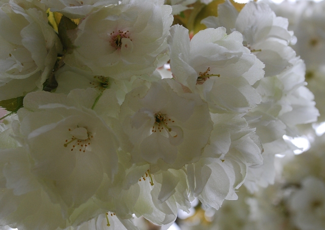 うこん桜