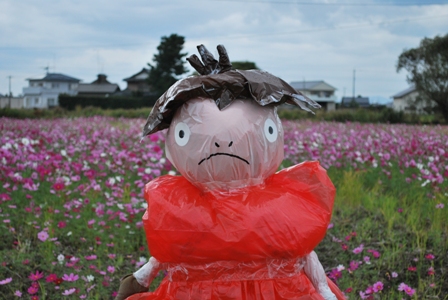 ぽにょとコスモス