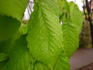 雨上がり３