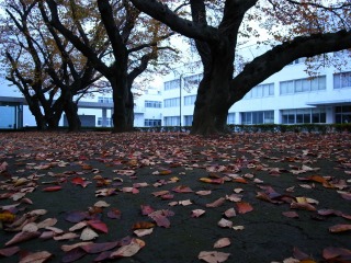 桜の落葉