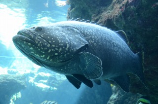 美ら海水族館１