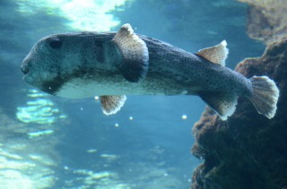 美ら海水族館２