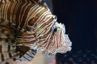 美ら海水族館３