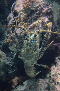 美ら海水族館４