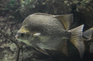 美ら海水族館５