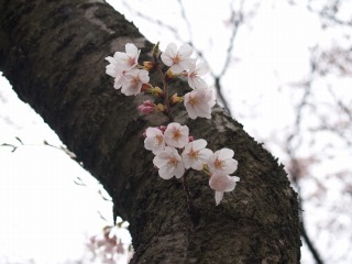 2009年桜１