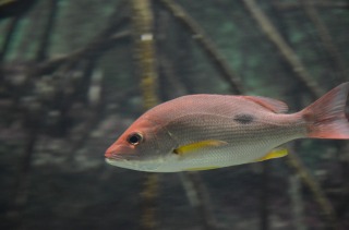 美ら海水族館６