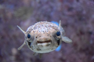 美ら海水族館７