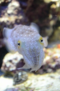 美ら海水族館８