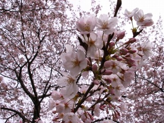 ２００９年桜３