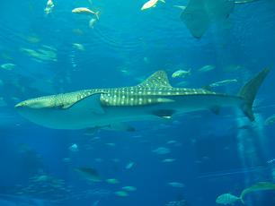 美ら海水族館３.JPG