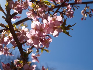 小山田緑道の桜１