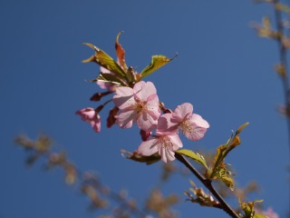 小山田緑道の桜３