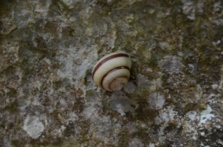 金剛石林山のカタツムリ