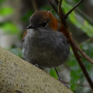 金剛石林山の鳥